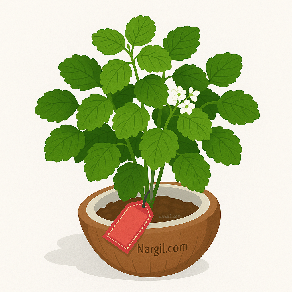  Nargil - Swedish Ivy